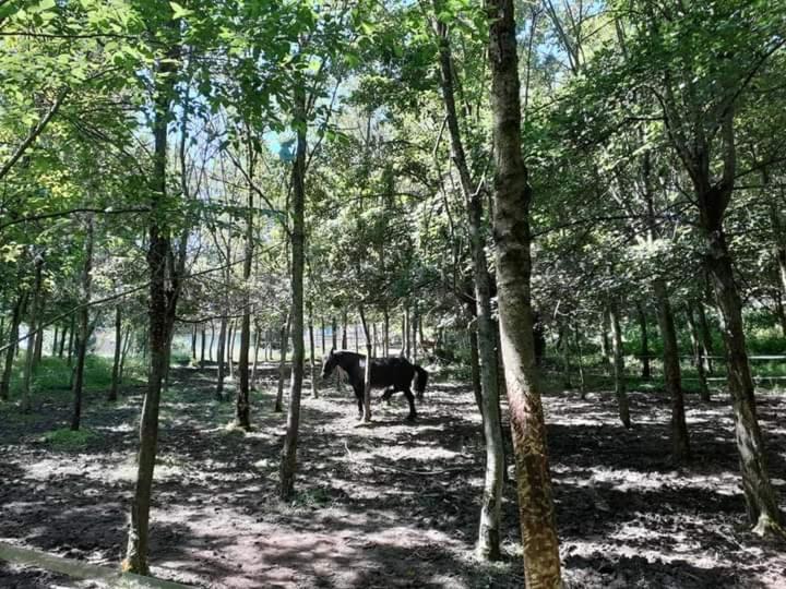 Ai Boschi Apartamento Ozzano dell'Emilia Exterior foto